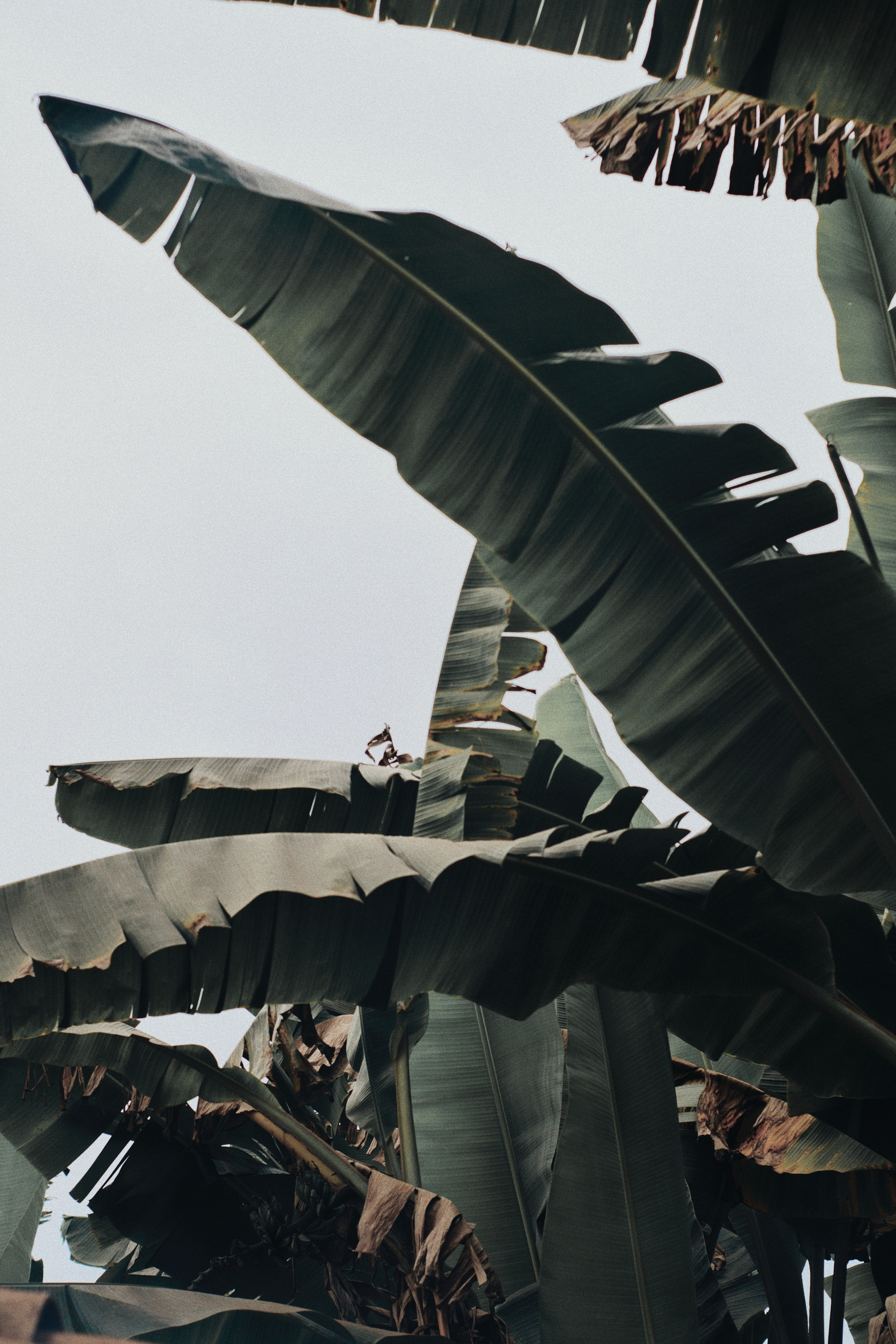 Low Angle Photo of Banana Trees