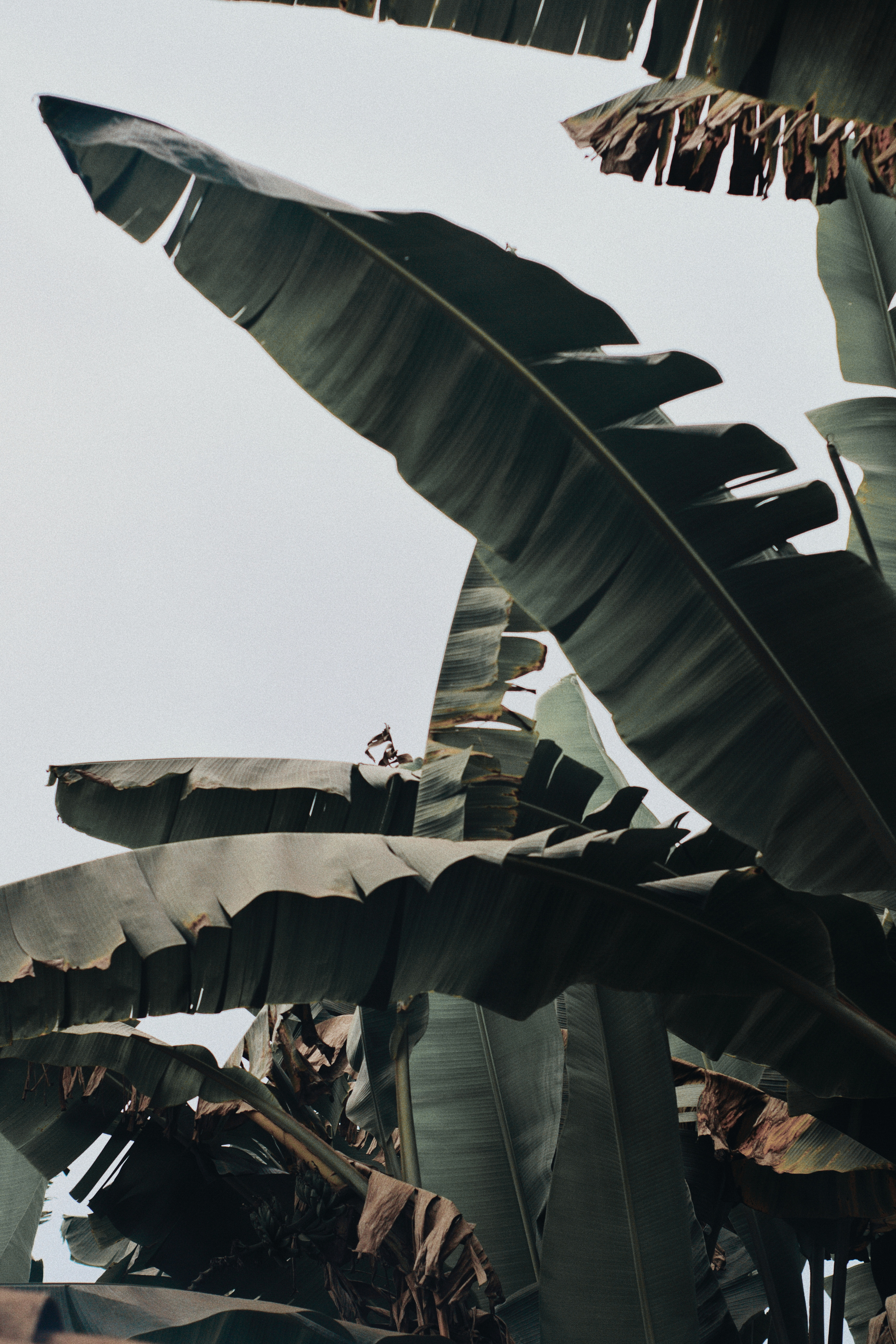 Low Angle Photo of Banana Trees